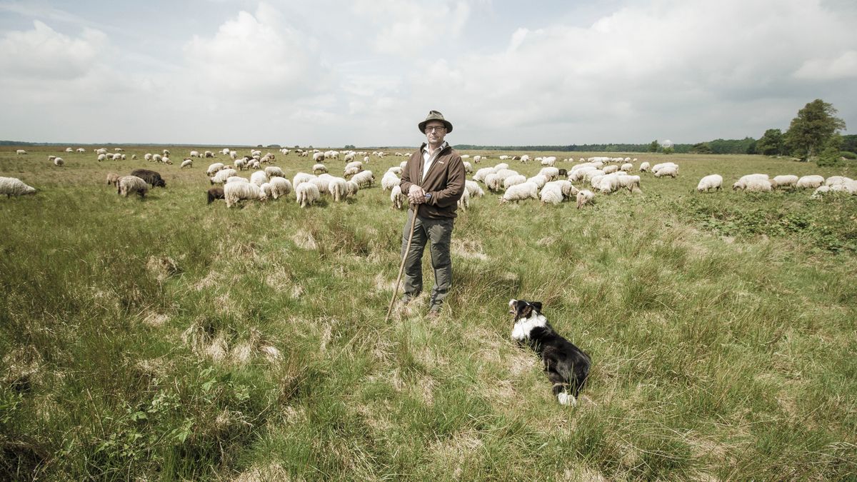 Schaapherder op de Drentse heide: van 'snotaapje' tot dertig jaar ervaring