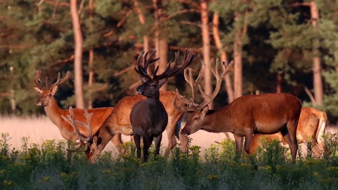 Edelherten op de Veluwe.