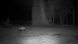 Een wildcamera legde de dassen vast