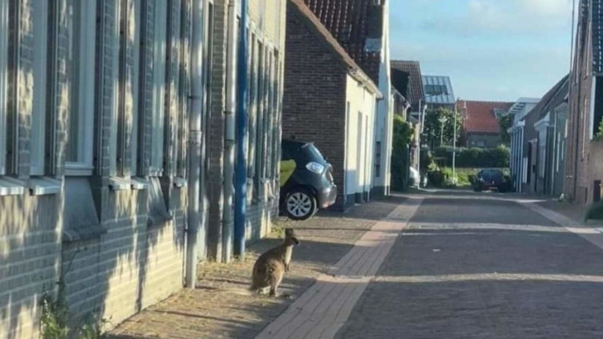 Twee wallaby's vermist rond Wissenkerke, 'Gelukkig staan de aardappelen nog niet hoog'