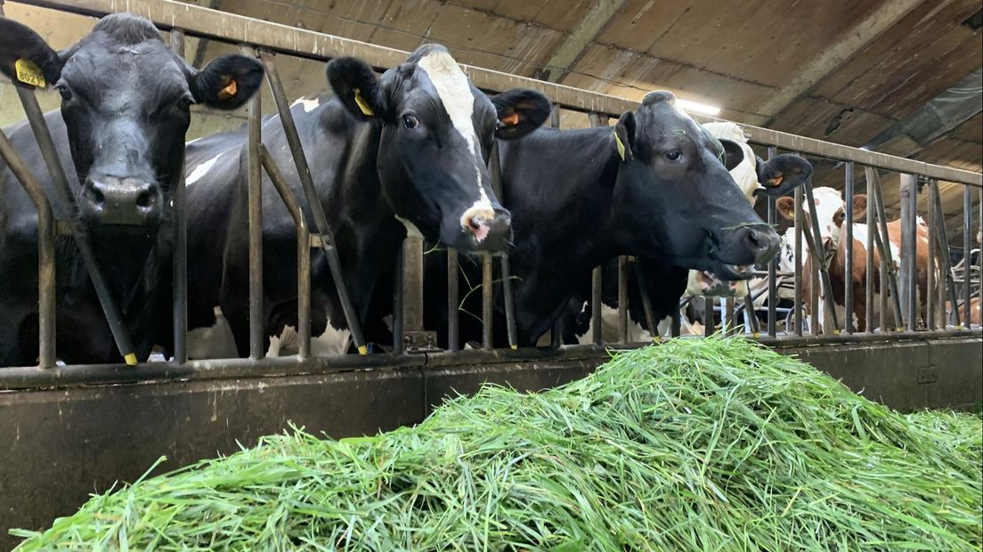 Het bedrijf heeft 150 melkkoeien die vers gras in de stal krijgen