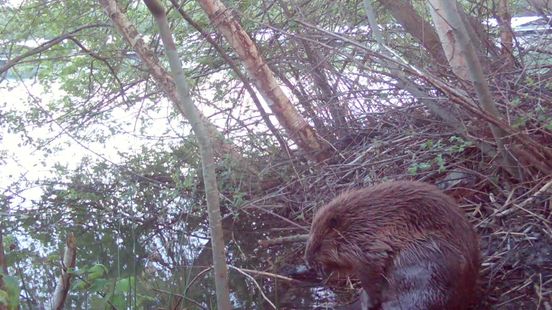 Wildcamerabeelden van een wassende bever