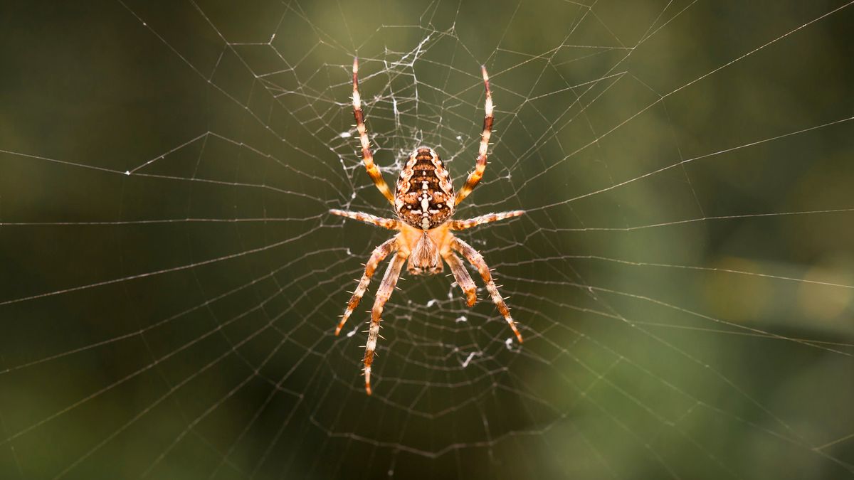 Limburgs Land: Spinnen, fabels en feiten