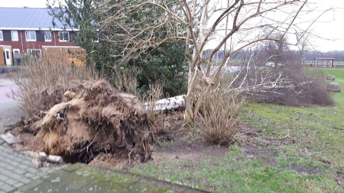 Boom omgewaaid in Holten