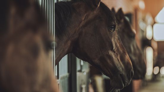 Paarden mogelijk illegaal geslacht voor bitterballen: invallen in Limburg Nieuws