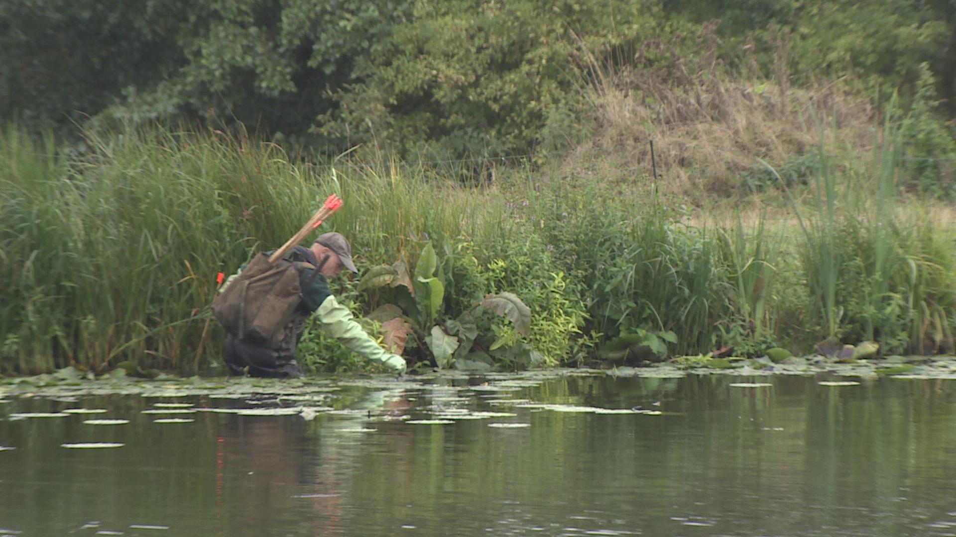 De extreem belangrijke jacht naar de muskusrat