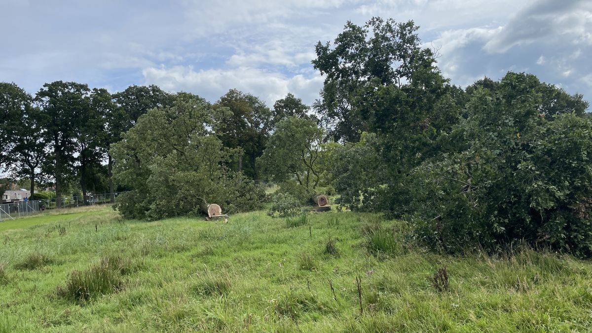Bomen Ter Borch gekapt voor bouw supermarkt, ondanks verzoek provincie