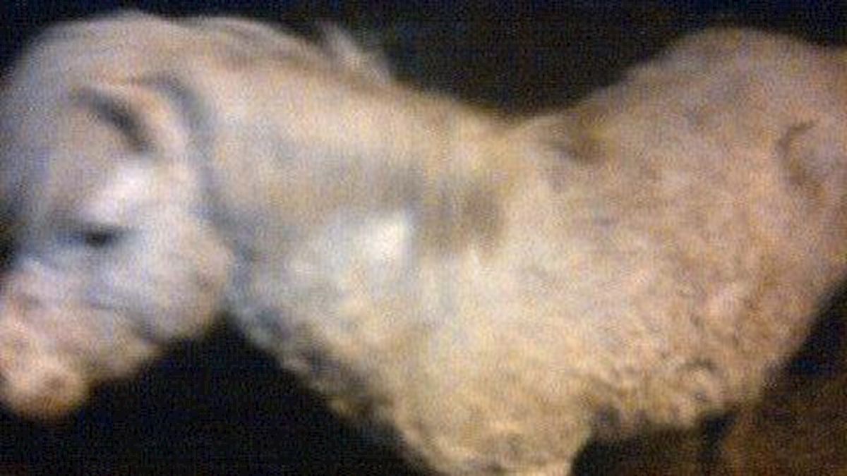 Eigenaar weggelopen pony Witharen gevonden