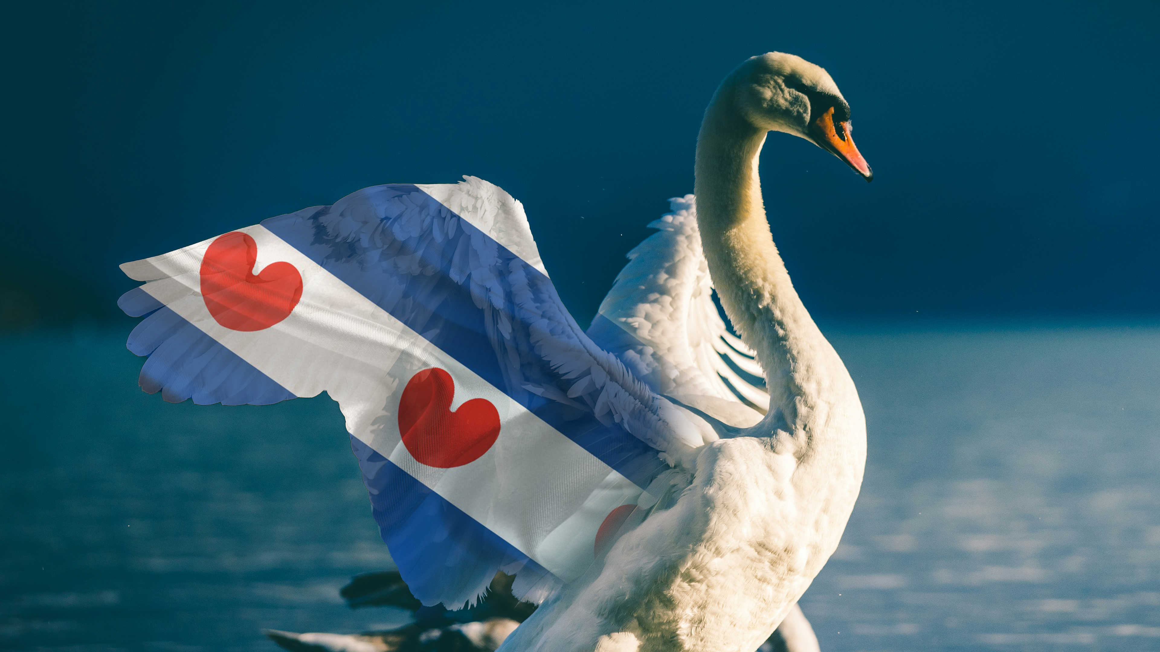 Miskien wol Frysker as de skries: de swan hat in bysûndere bân mei Fryslân