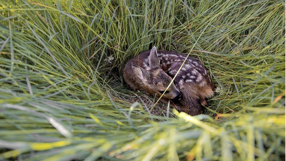 Een reekalfje in het hoge gras.