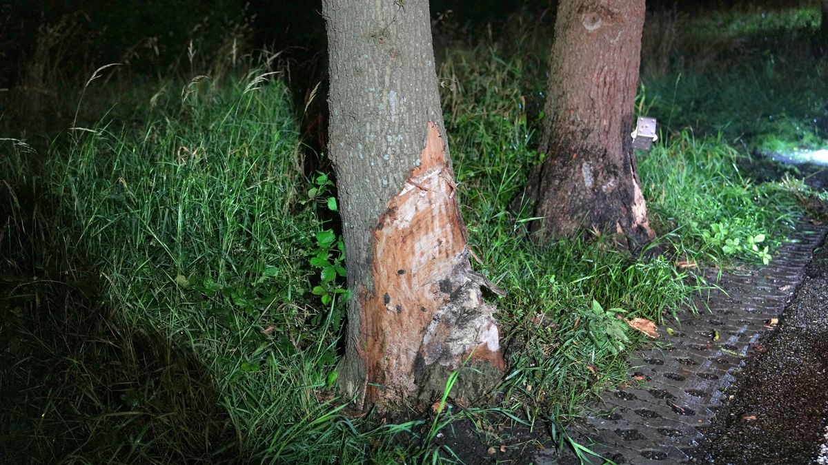 Koekanger aangehouden nadat hij met auto op bomen botste