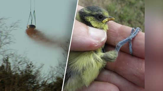 Schelpgruis werkt: geen gebroken pootjes meer bij jonge vogels