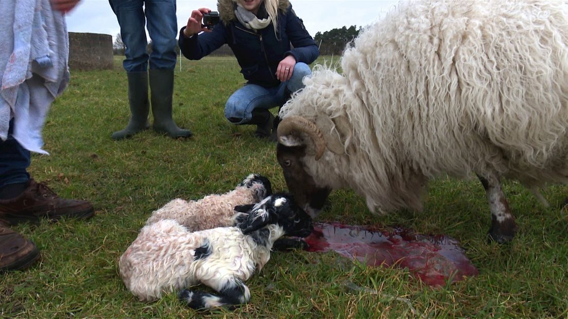 Twee pas geboren lammetjes