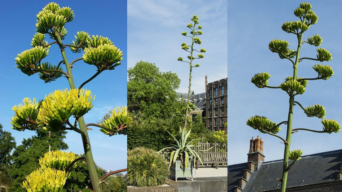 De bloeiende agaves. | Foto's: Cunie Sleijpen, Theo Houthoff, fotobewerking: Omroep West