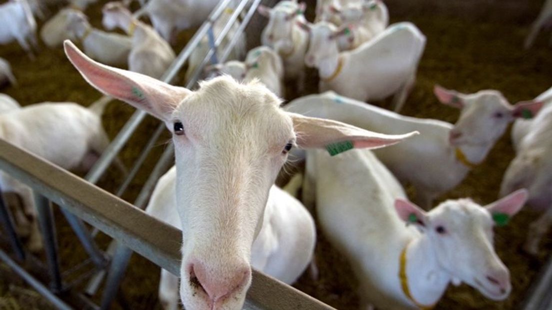 Een mega-geitenstal in Rossum zorgt voor veel onrust onder buurtbewoners. Van der Schans Melkgeiten B.V. wil aan de Schoofbandweg een bedrijf voor 5100 geiten neerzetten.
