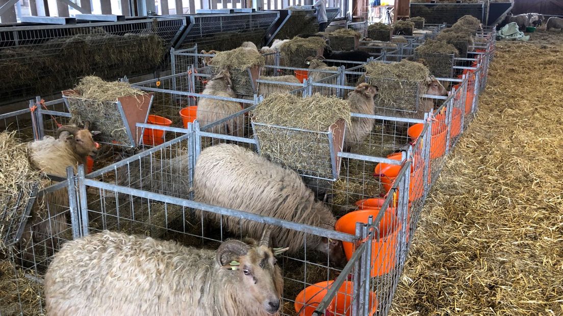 De schapen in de kraamhokjes in Ruinen (Rechten: Robert Jansema/RTV Drenthe)