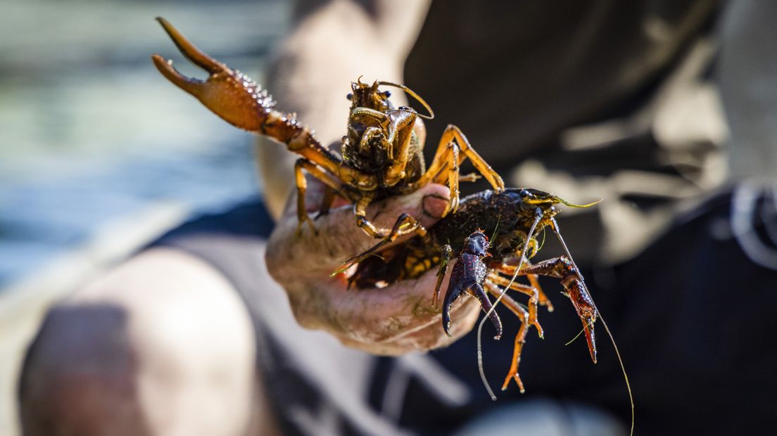 De rivierkreeft wordt steeds een groter probleem voor de natuur.