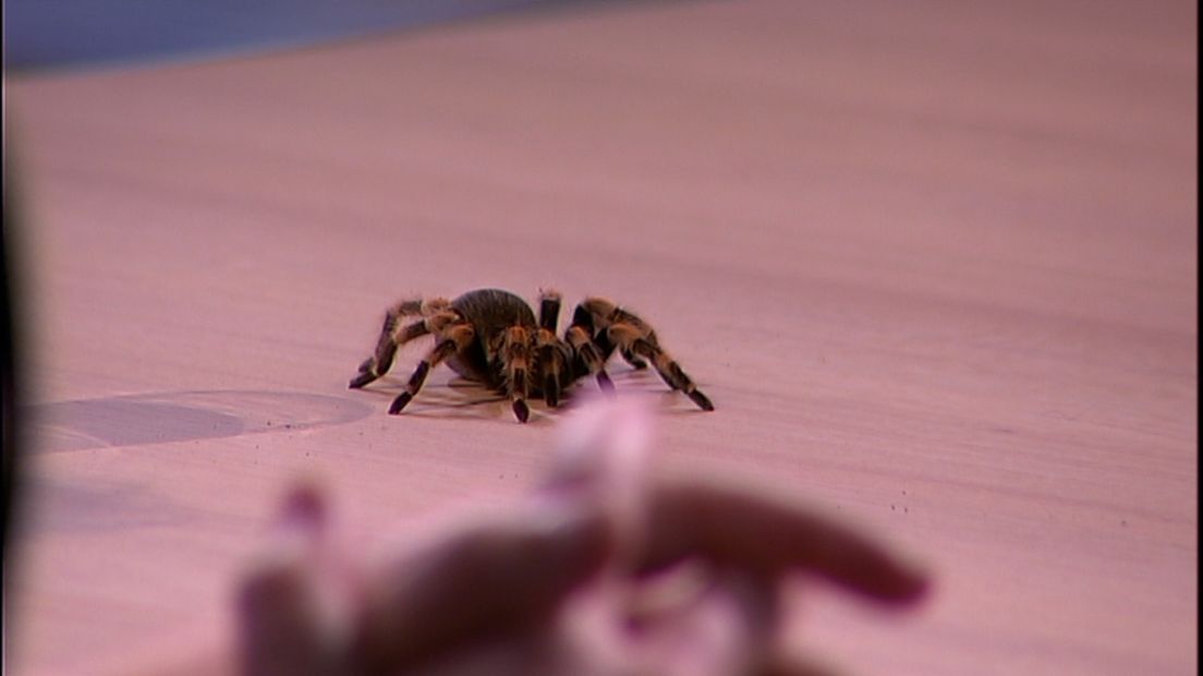 Angst voor spinnen is te behandelen.