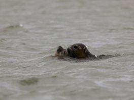 Deze twee zeehonden werden onlangs door A Seal vrijgelaten. Beelden: Olga Kegel