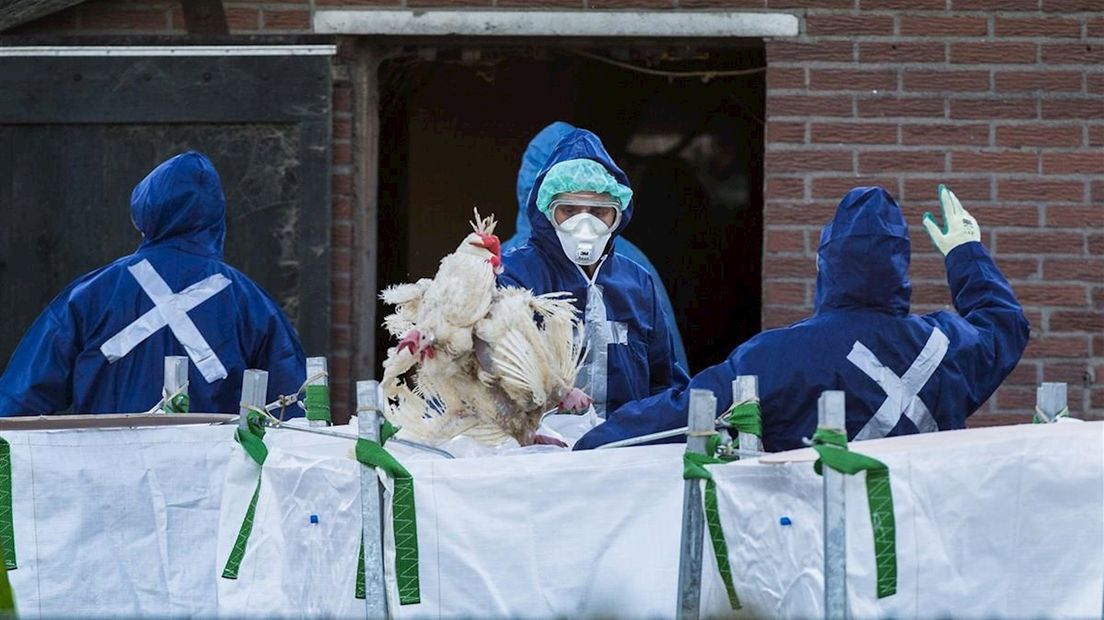 Alle kippen van een besmette pluimveehouderij worden geruimd (archieffoto)