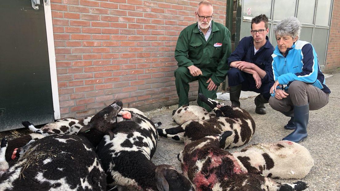 Laurens, Arend en Liesbeth Krol bij een aantal doodgebeten schapen