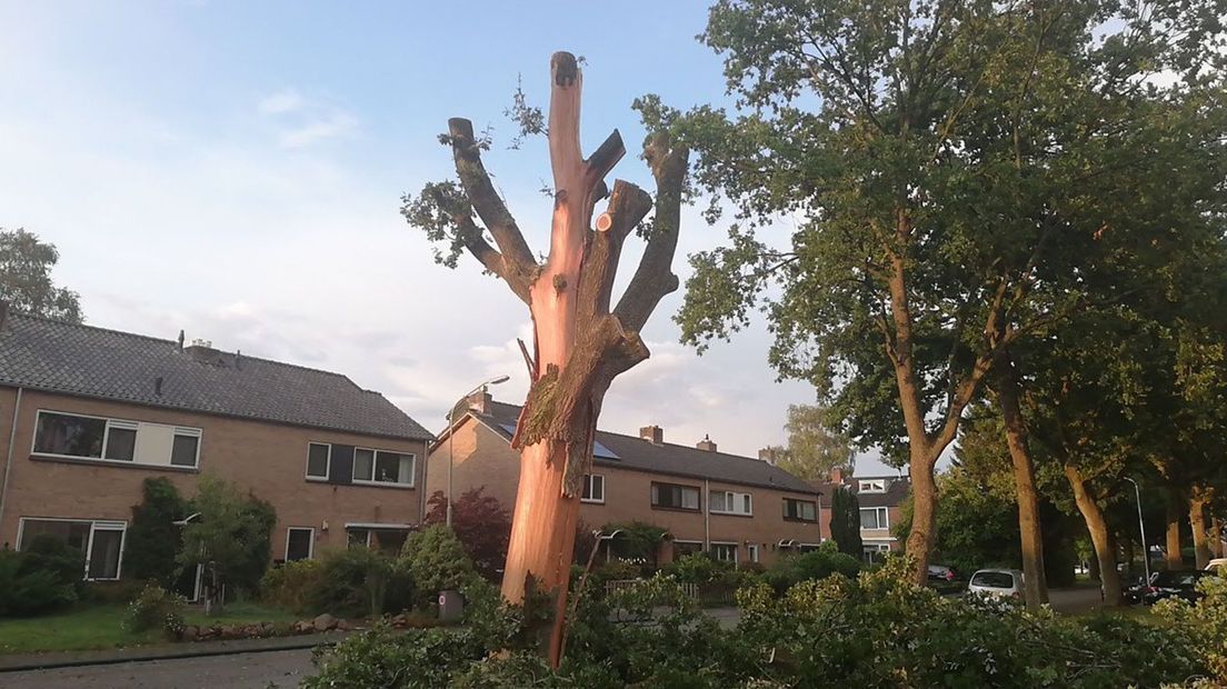 De boom nadat de brandweer klaar was met snoeien