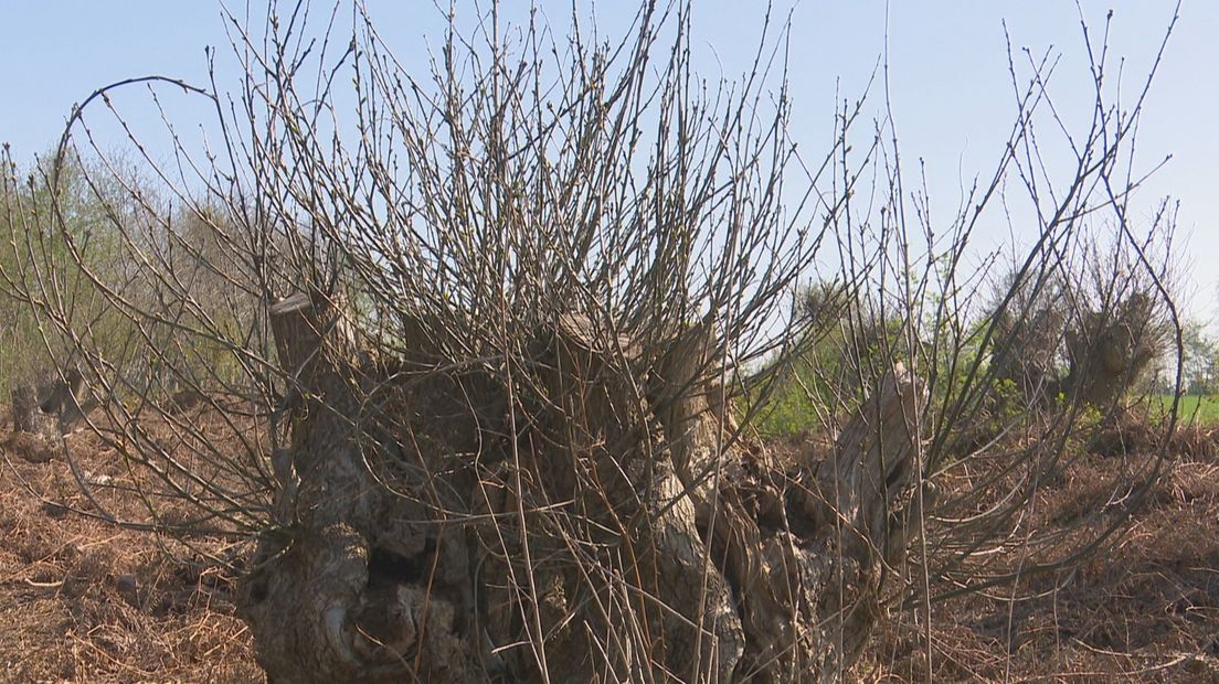 Oude bomen in een nog ouder bos