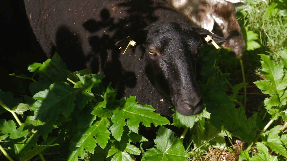 Schapen blijken geheim wapen tegen berenklauw: Leeuwarden ziet resultaat