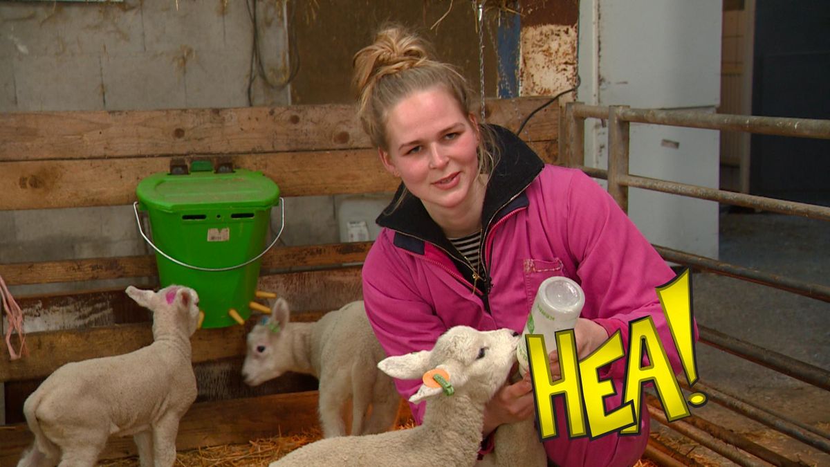 HEA! De mooiste tijd van het jaar