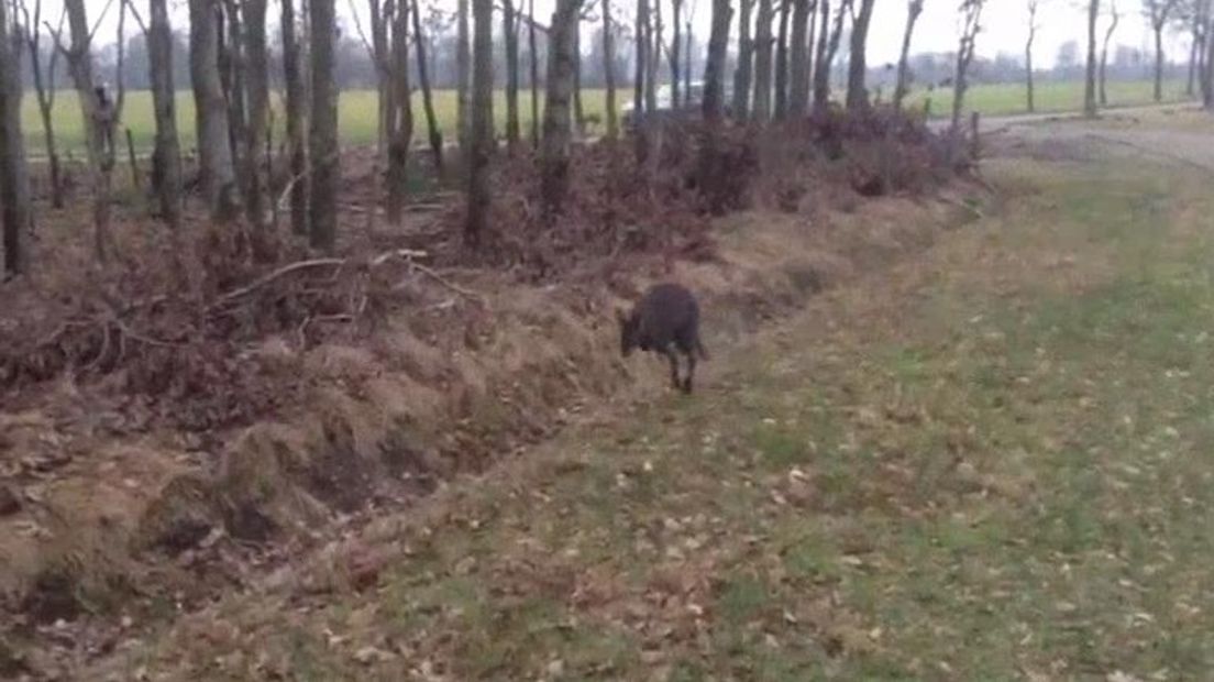 Bertus is weer terug in zijn weiland (Rechten: vkmag)