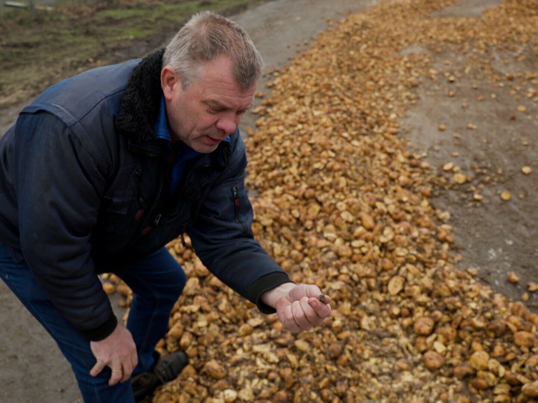Met 'inslurfen' geven Johan en Cor waardeloze aardappels weer nut: 'Daar word je weer wat vrolijker van'