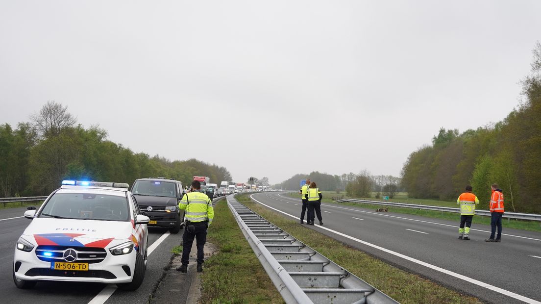 Hulpdiensten bij de plek waar de wolf werd aangereden