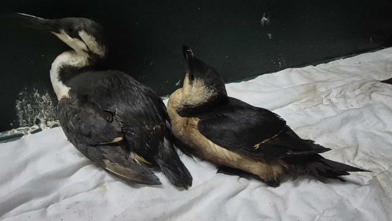 Dizze fûgels binne nei de Fûgelpits ta brocht