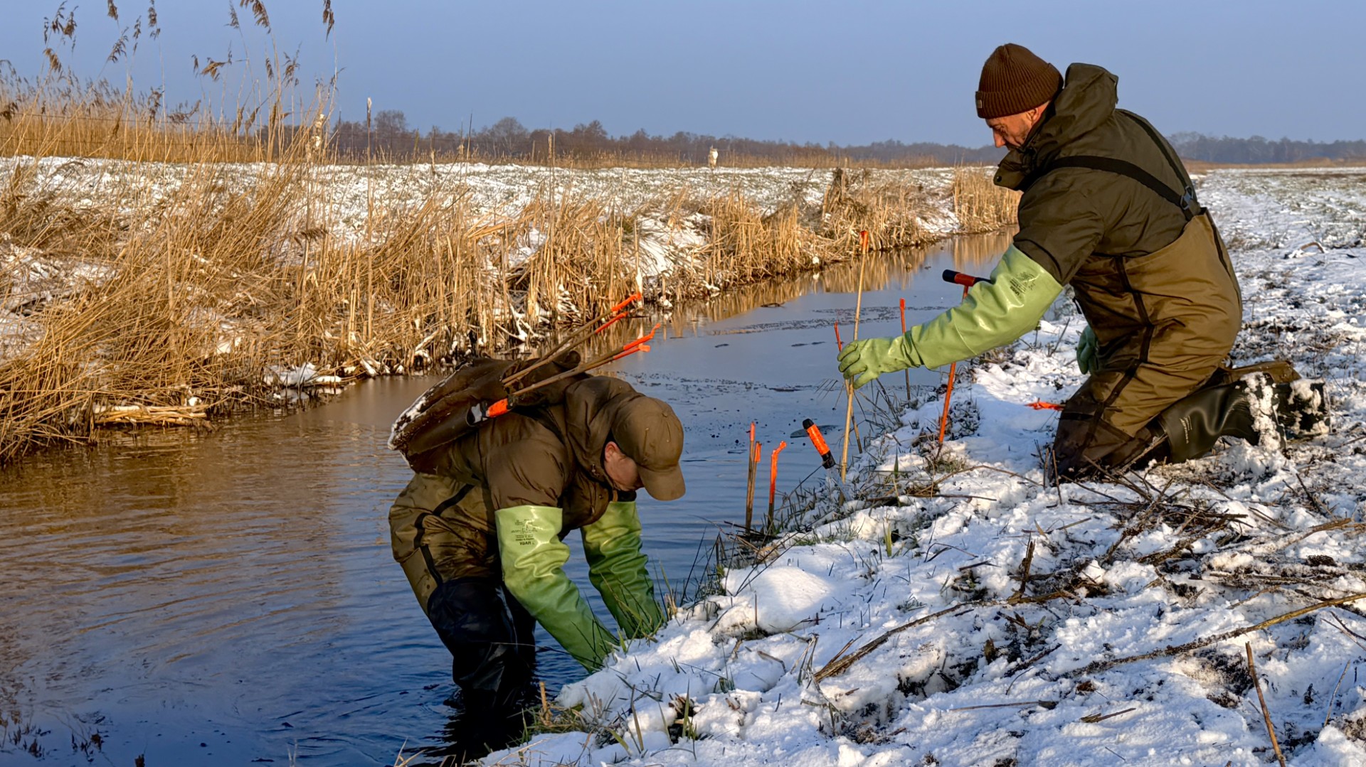 Mensen van het waterschap op zoek naar bever- en muskusratten