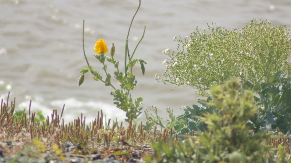Een gele hoornpapaver op de pier van Harlingen