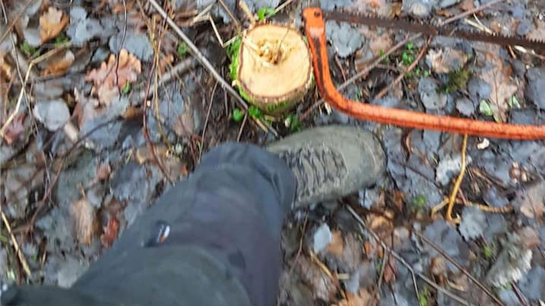 Een van de omgezaagde bomen op Sportlandgoed Zwartemeer (Rechten: Sportlandgoed Zwartemeer)