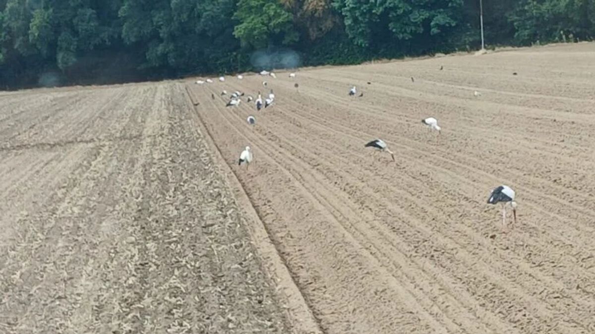 Vijftig ooievaars tegelijk op één akker: bijzonder tafereel in Baarlo
