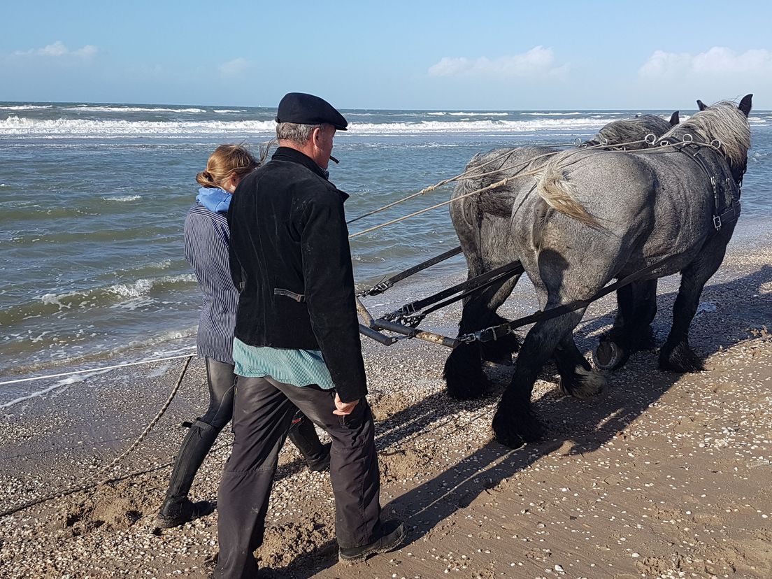 Oude traditie: zeevissen met paarden