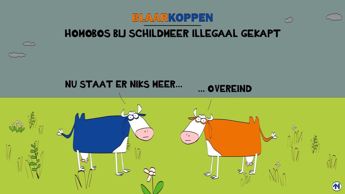 Blaarkoppen zien ineens geen bomen meer bij het Schildmeer RTV Noord