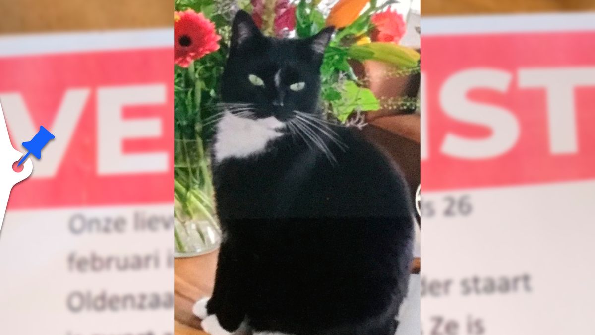 Kat Poet uit Weerselo is vermist