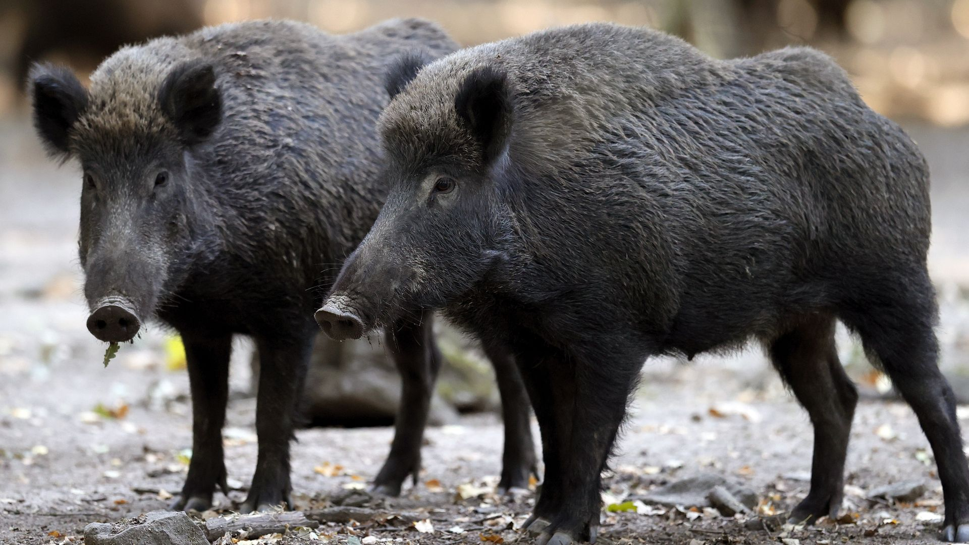 Aangevallen door een zwijn: 'We moeten ons hier niet door laten leiden'
