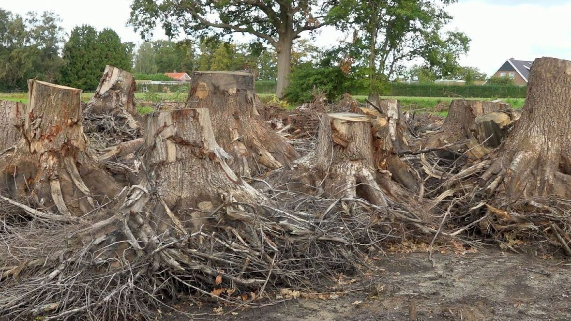 Beschadigde boomstronken in het buurtschap Miste.