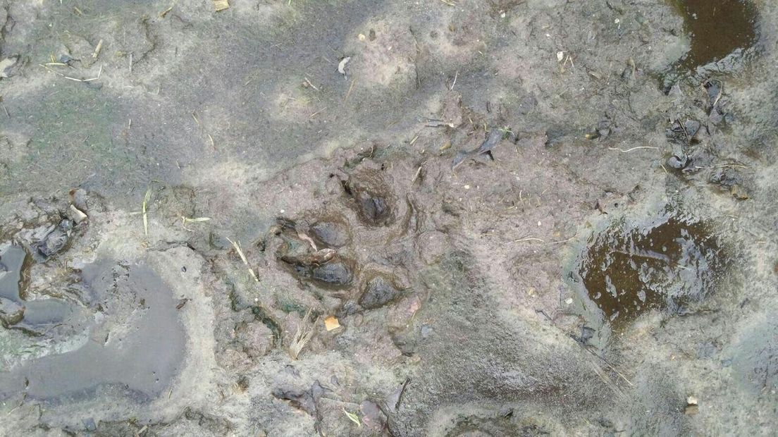 Bij de dode dieren zijn pootafdrukken gevonden (Rechten: Frank van der Zwaag)