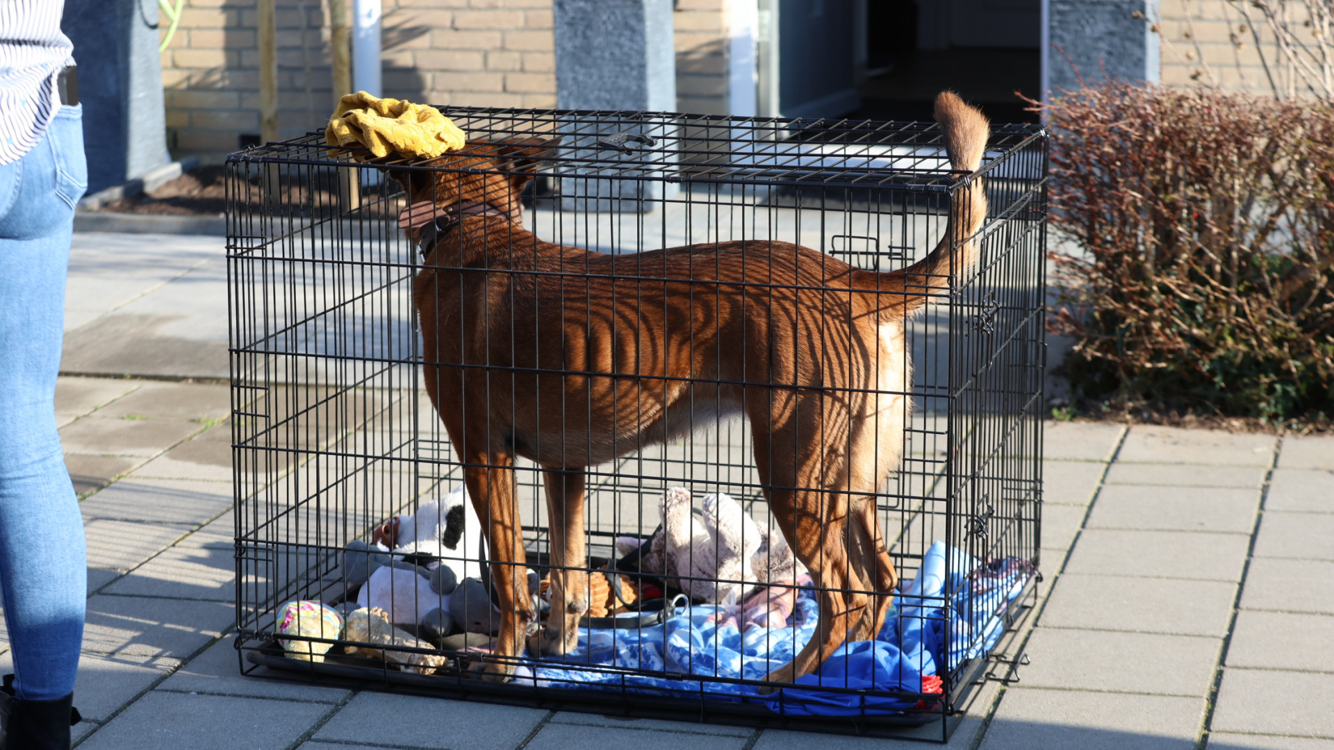 112-nieuws | Verkeersregelaar aangereden - Brand op zolder, hond gered.