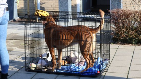 112-nieuws | Verkeersregelaar aangereden - Brand op zolder, hond gered. 112-nieuws | Verkeersregelaar aangereden - Brand op zolder, hond gered.