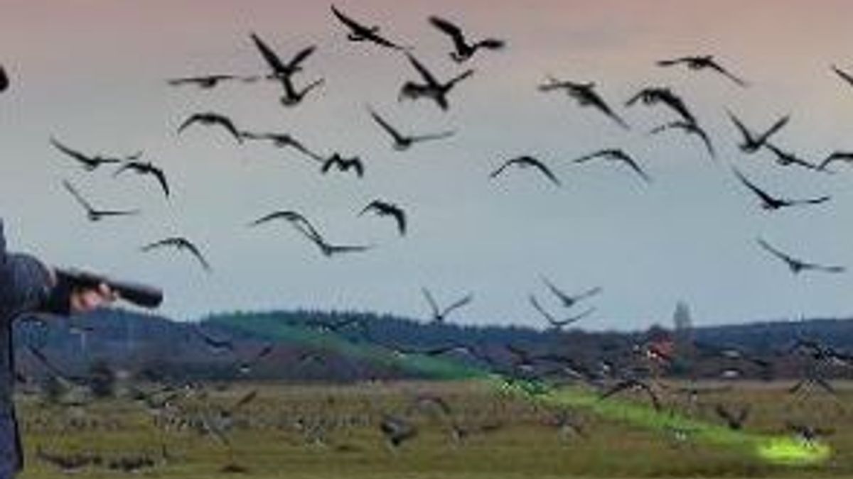 Laser jaagt ganzen weg bij Rijkerswoerdse Plassen. Naar de buren ...