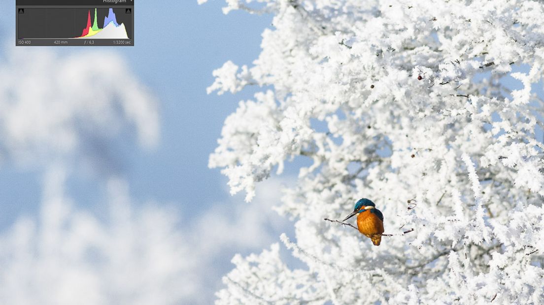 Terwijl inmiddels de eerste sneeuw van 2017 is gevallen en ik om mij heen kijk naar een betoverende witte wereld denk ik weer terug aan de twee magische momenten die ik eind 2016 heb ervaren op de Empese en Tondense heide.