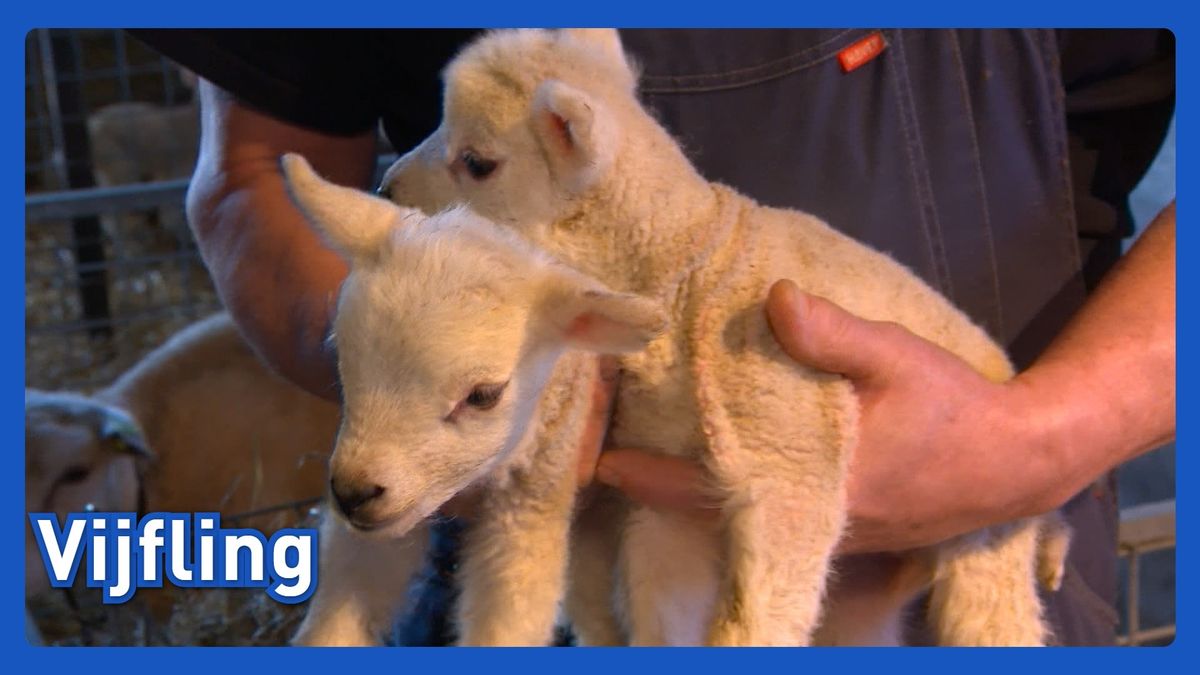 Lammetjesvijfling geboren in Usquert