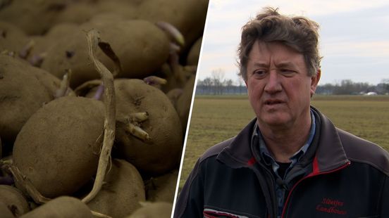 Aardappeloverschot zet telers klem: 'Betalen om er vanaf te komen'