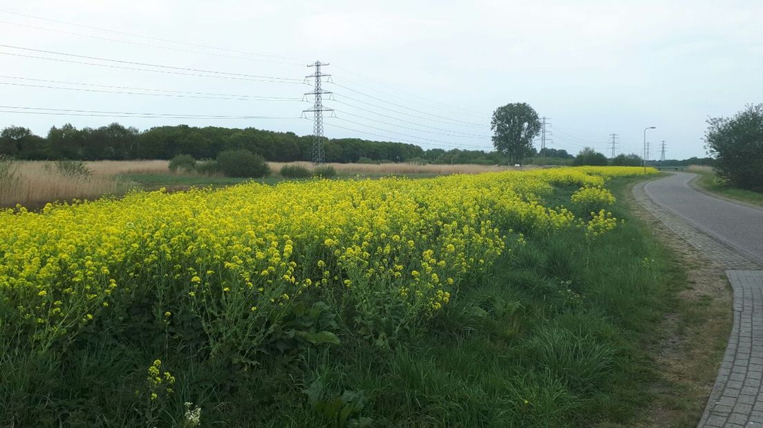 De bermen in een gele bloemenpracht (Rechten: RTV Drenthe/Greetje Schouten)